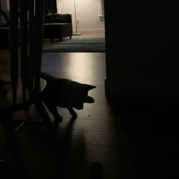 Corgi has no idea how to deal with bug in the house