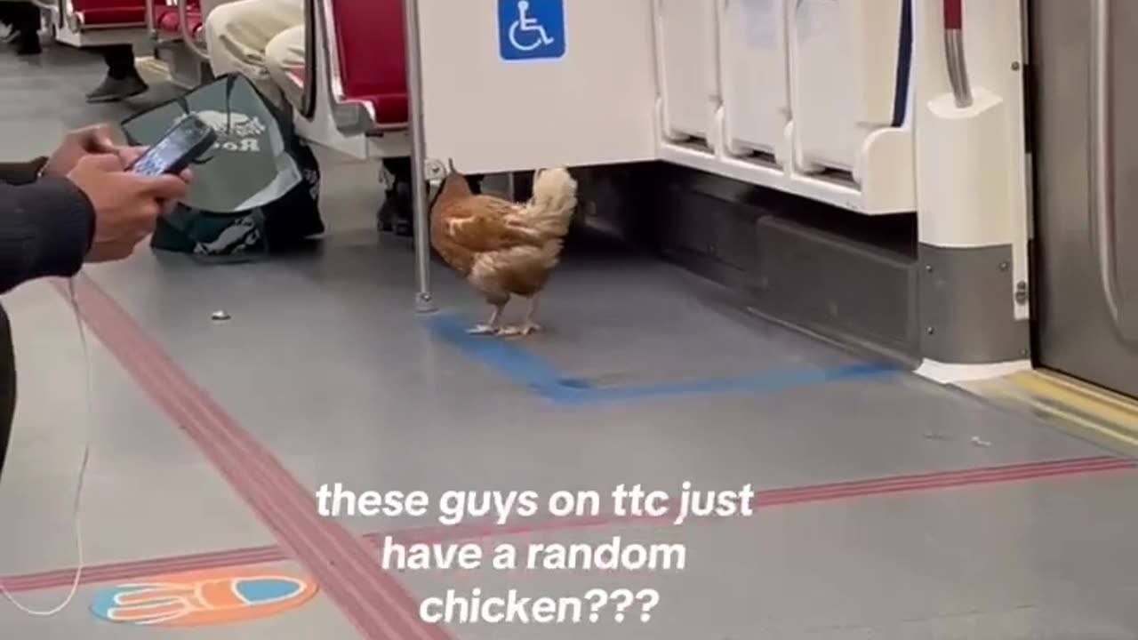 Chicken Rides the Train in Toronto