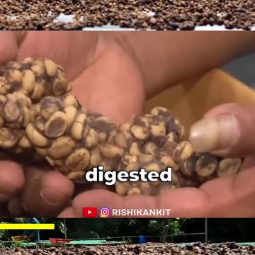 urina di mucca VS kopi luwak, noto anche come caffè zibetto DOCUMENTARIO gli indù bevono il piscio della mucca ma c'è anche chi ha fatto il caffè con la cacca dello zibetto delle palme asiatico o beve il piscio di cammello