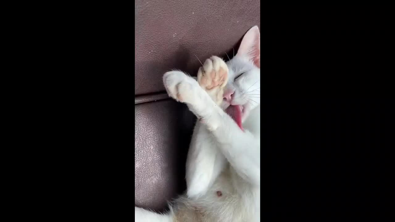 Cat playing