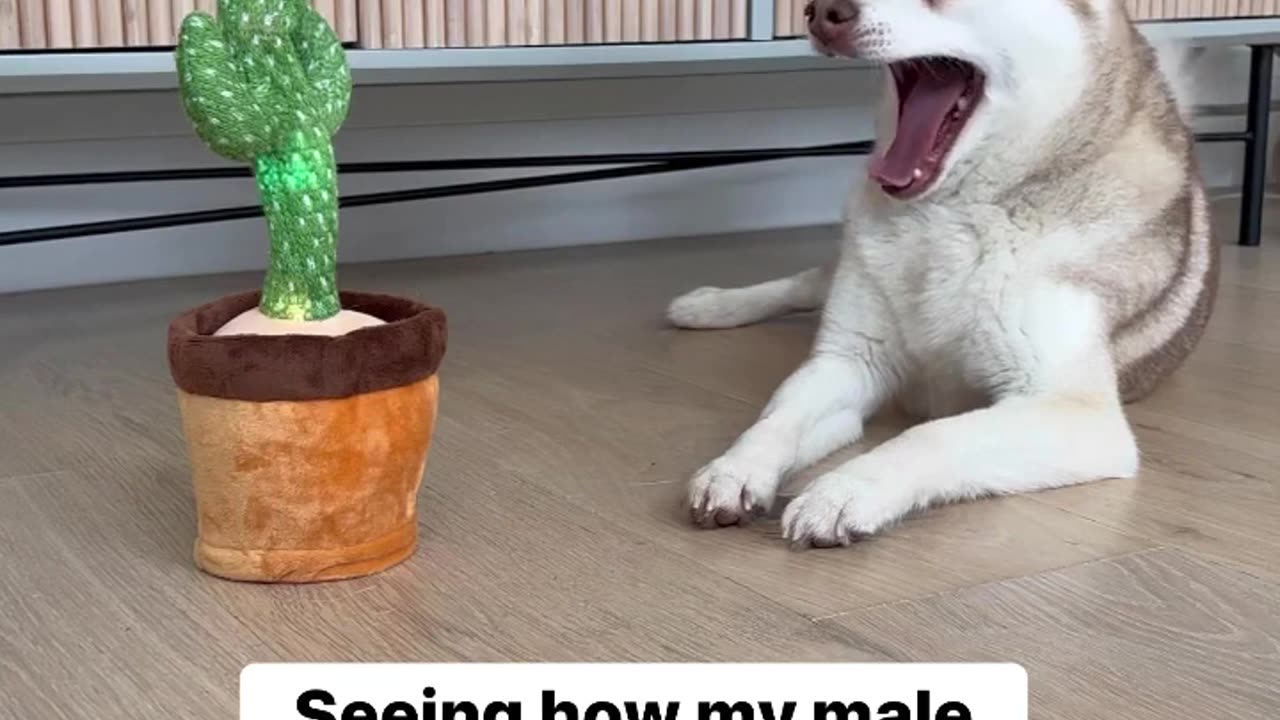 Seeing How My Male And Female Mini Huskies React To Dancing Cactus