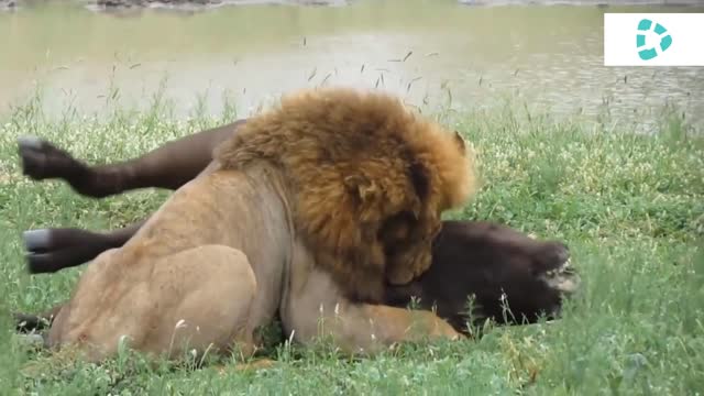 African Lion hunts a group of Blue Wildebeest