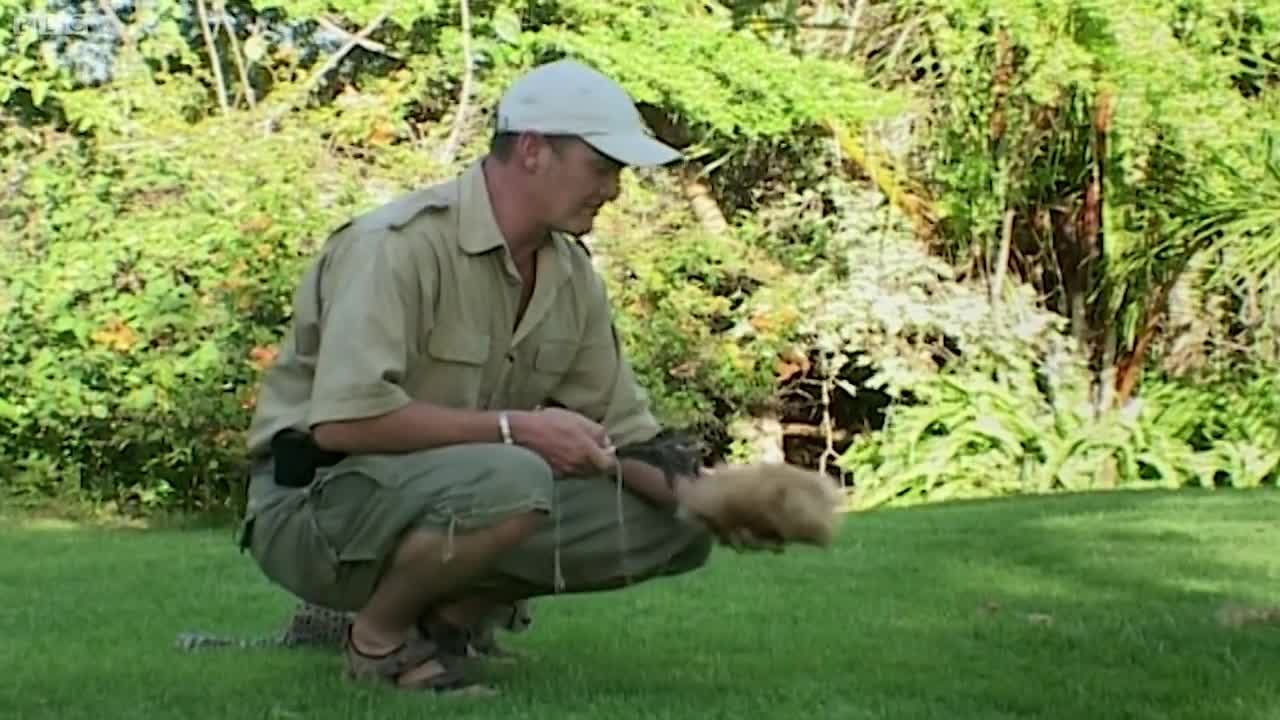 Cheetah Cubs Learning to Hunt by Playing | BBC Earth