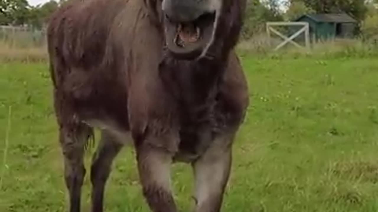 Funny donkey animal video