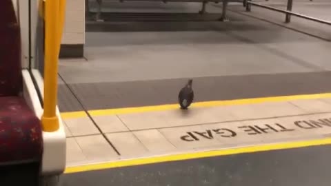 Smart Bird Takes the Train