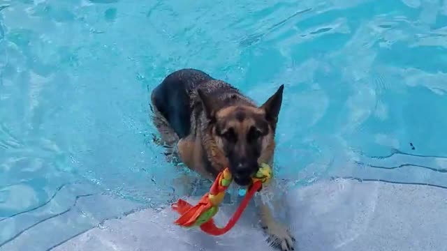 german shepherd swim