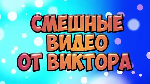 Смішні відео про котів