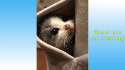 Adorable Kitten Thinks it's a Kangaroo