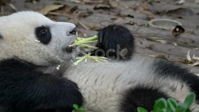 Funny panda 🐼