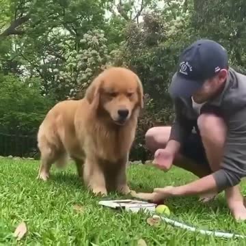 The man and his big dog are playing in the garden of the house. Fun . Game. waters.