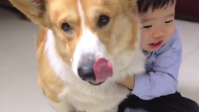 Funny kind Corgi