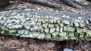 Mushrooms