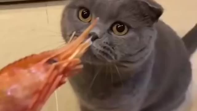 A fun shot of a cat did not like food