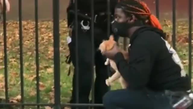How Bravely Cat saved herself from heavy smoke