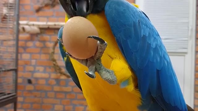 Timmy parrot reaction after getting egg🤣