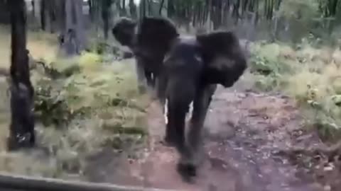 Animals defending themselves from enemies