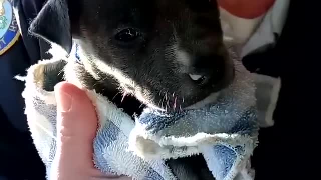Police gently warm up a puppy found shivering under a bridge