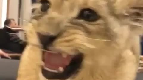 Cute cat video / tiger 's child