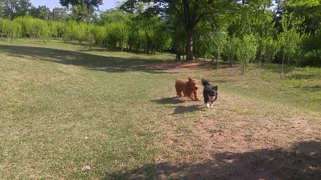 The puppies are playing in the park.