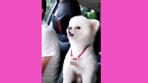 You will laugh 100 times with World's Funny Animal Videos try not to laugh