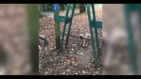 Funny Animals