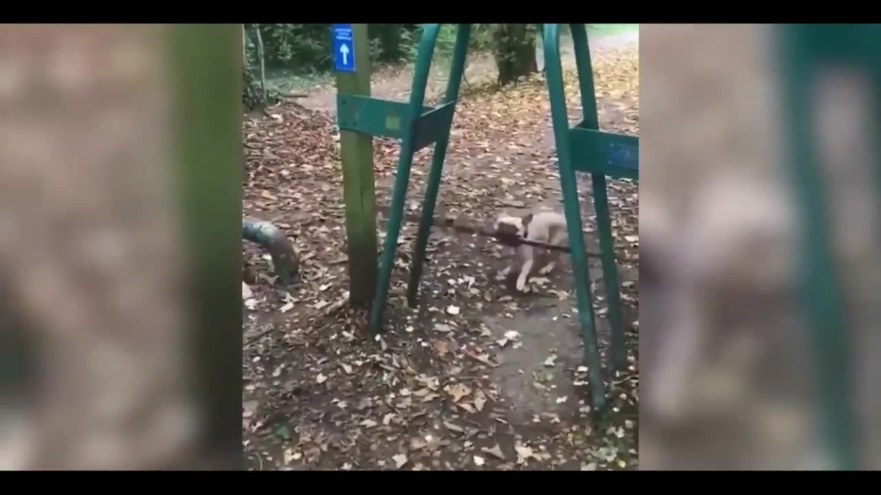 Funny Animals