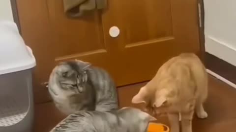 The One and Only Orange Cat