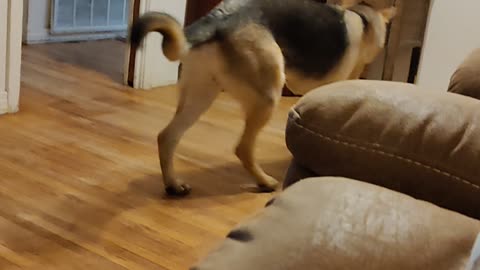 Kaiser's fav toy
