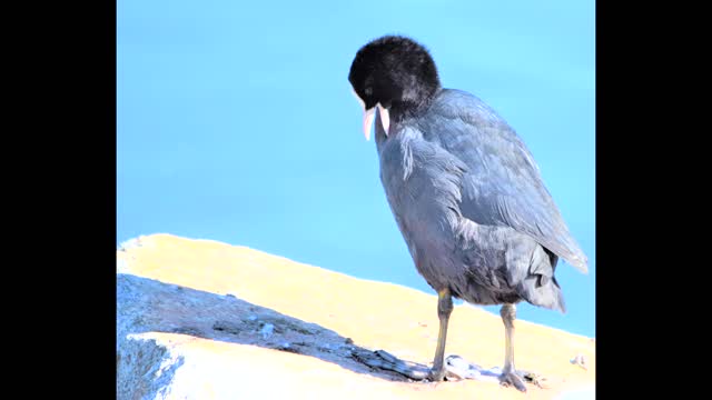 Birds that live in Berlin, Germany