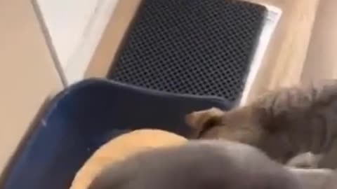 A pet's hilarious moment