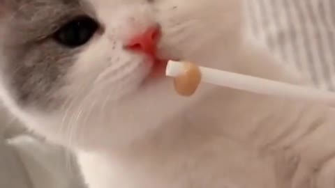 A cat who loves lollipops