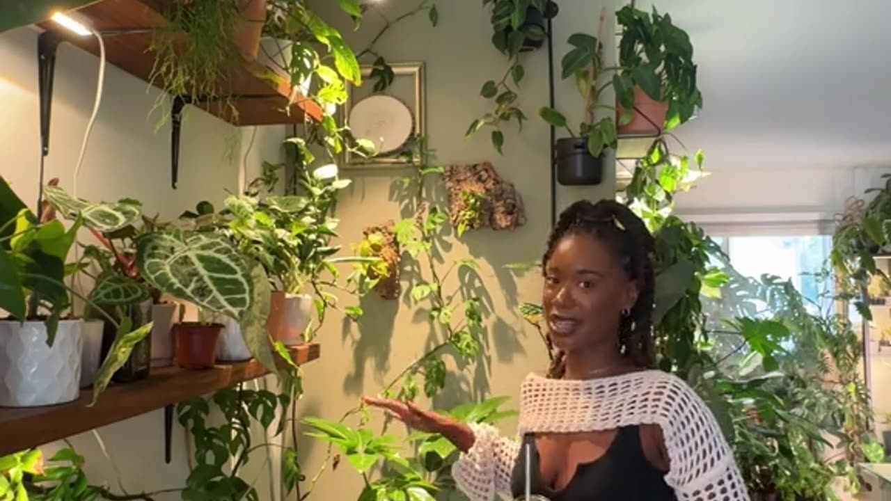 House Plant Tour