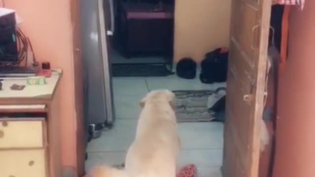 funny dog