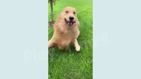 Funny animals