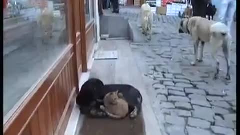 Stray Dog Decides To Keep Stray Cat Company