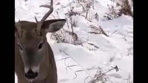 Funny cat dog animals videos (10)