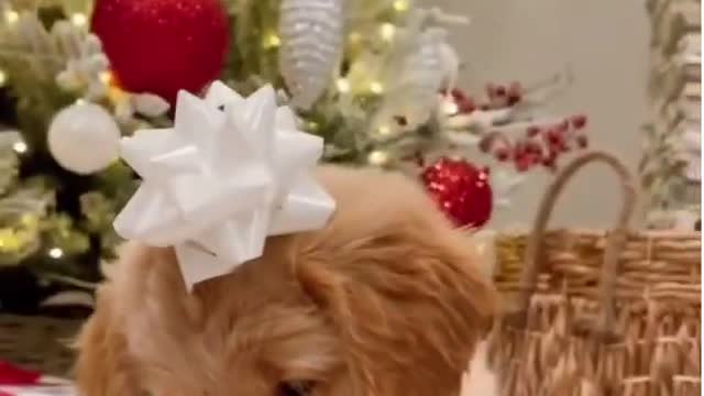 The Best Christmas Present in the World 🎄🎅🐾 #golden retrivier