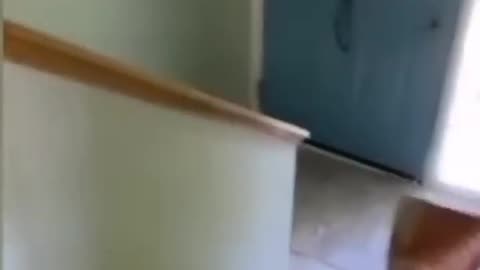 Funny animals 2024😆 - Funniest Cats and Dogs Video🐕 #shorts part 129