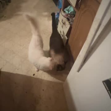 My Siamese Cat Has Completely Recovered From His Brain Surgery Side Effects Thanks to MasterPeace!