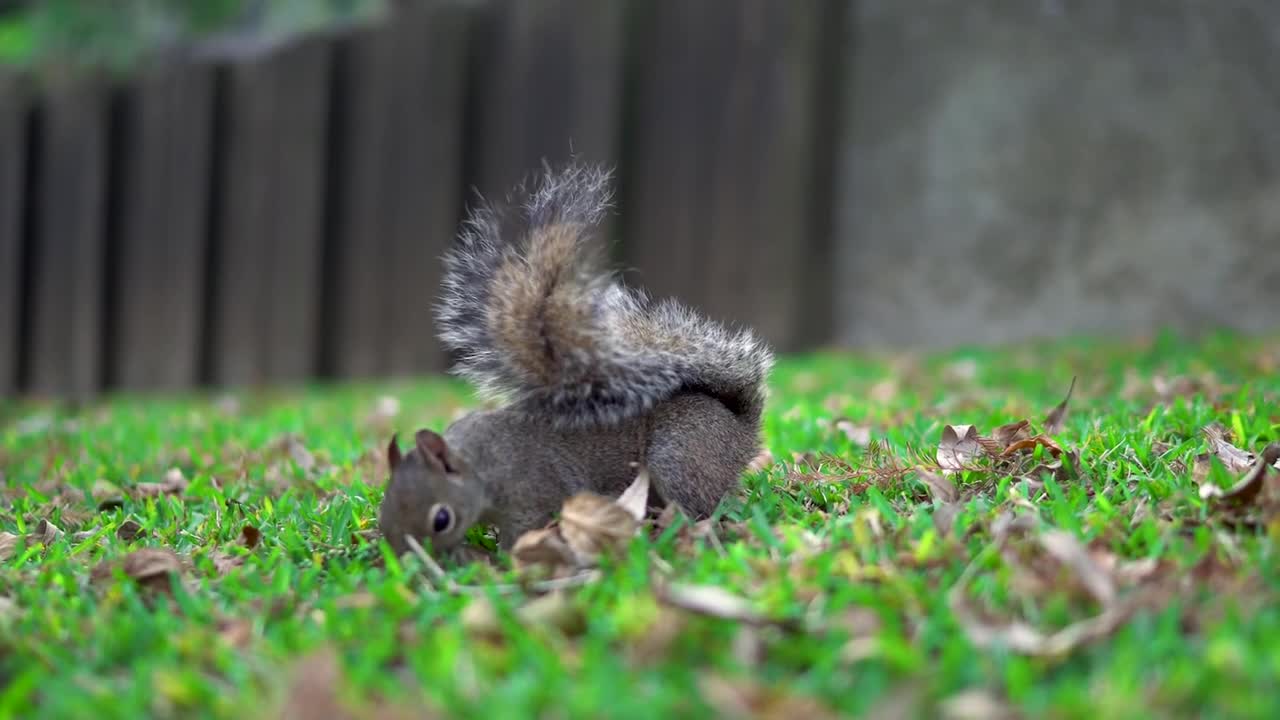 Cute squirrel