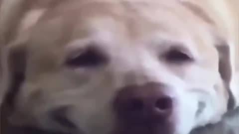Funny Animal Videos Of The Day 010!