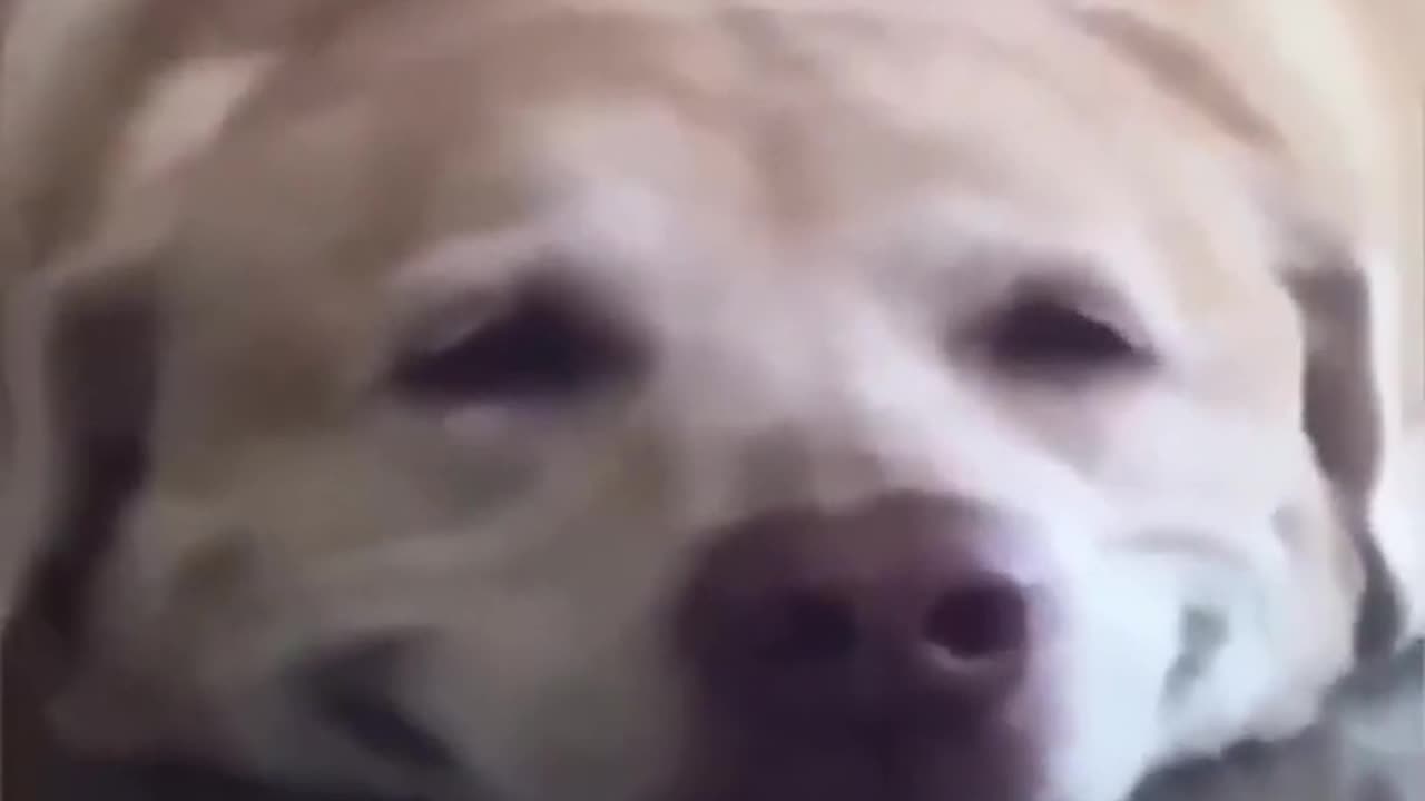 Funny Animal Videos Of The Day 010!