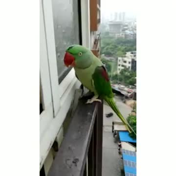 Bird knocks the door