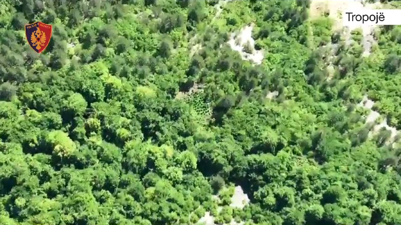 6 mijë policë për të asgjësuar 21 mijë bimë kanabis në veri për 3 ditë, 1 në pranga