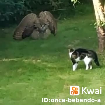 o gato vs coruja