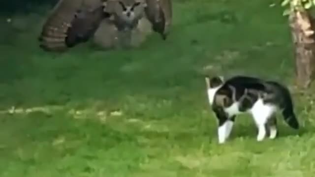 o gato vs coruja