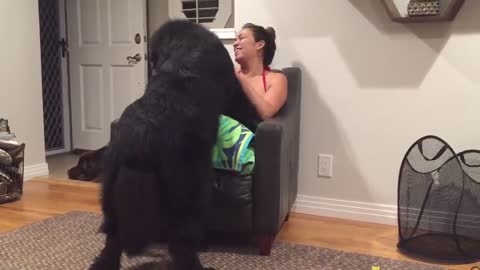 Massive newfoundland thinks hi's a fun