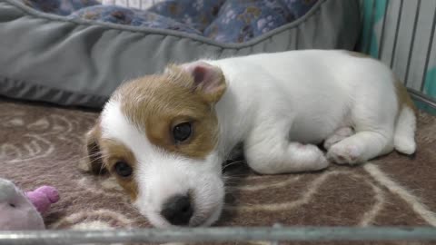 Puppy 7 weeks. Jack Russell Puppies