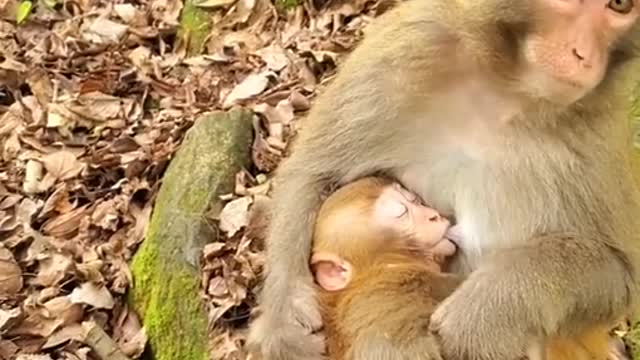 Cute Lovely and Funny animals Lovely Monkeys Videos 2021 😹 Funny Animal Video Compilation