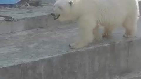 polar bear